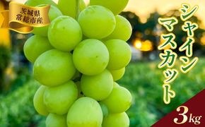 茨城県常総市産 シャインマスカット 約3kg｜ぶどう ブドウ 葡萄 果物 フルーツ 贈り物 ※2026年8月中旬～9月中旬頃に順次発送予定