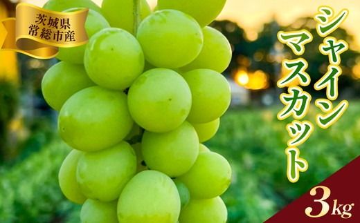 y錧푍sz錧푍sY VC}XJbg 3kgbԂǂ uhE  ʕ t[c 蕨 2026N8{`9{ɏ\