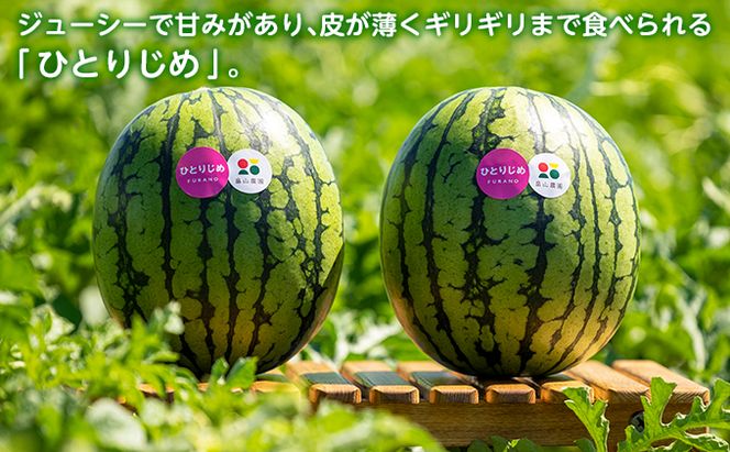 【2026夏発送】ひとりじめ こだま スイカ 2玉 北海道 富良野産 すいか 西瓜 夏 フルーツ ふらの 甘い 糖度 小玉 (畠山農園）