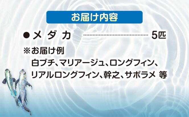 メダカ5匹（白・シルバー系）【株式会社プロスパージャパン】 改良メダカ めだか ホワイト[AEAK001]