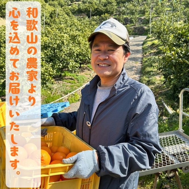 ［先行予約］［国産］紀州和歌山 有田レモン 2kg［MS67］ 303446_XD90091