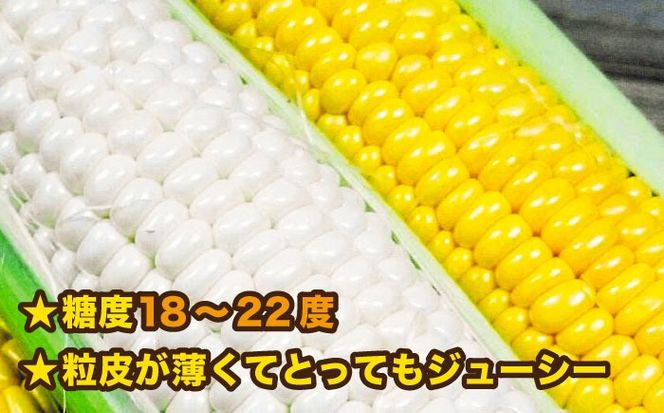 【先行予約】 糸島 トウモロコシ 『もきっこ』 白 黄 ミックス （ 10本前後 ）【2025年6月下旬以降順次発送】 《糸島》 【内田農業】 [AZH003]