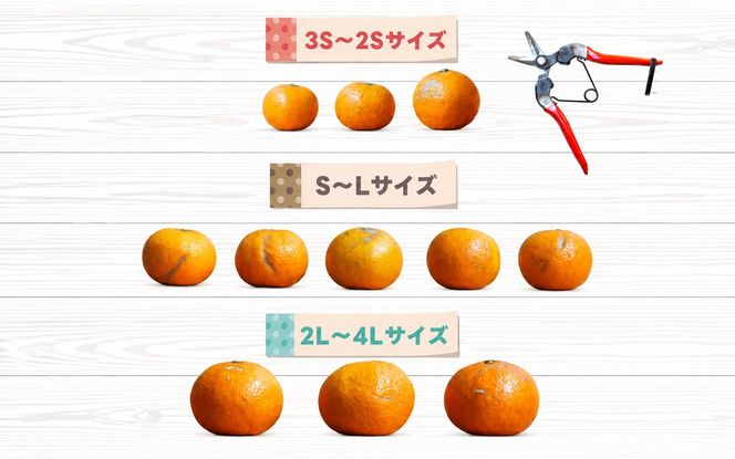 特選 セミノールオレンジ 1.5kg+200g(補償分)　【2027年4月上旬～5月下旬頃に順次発送予定】【ard264】
