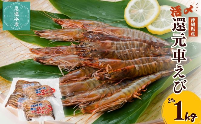 活〆還元車えび（急速冷凍・1Kg）【エナジック車海老養殖場】