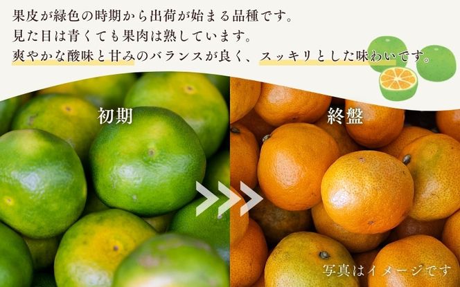 【先行予約】 マルチ栽培 紀宝町産 温州みかん 3kg 4.5kg 10kg サイズおまかせ / 数量限定 みかん ミカン 蜜柑 温州みかん フルーツ 果物 くだもの 柑橘 予約 産地直送 農家直送 三重県 紀宝町【mkt001-002-003】