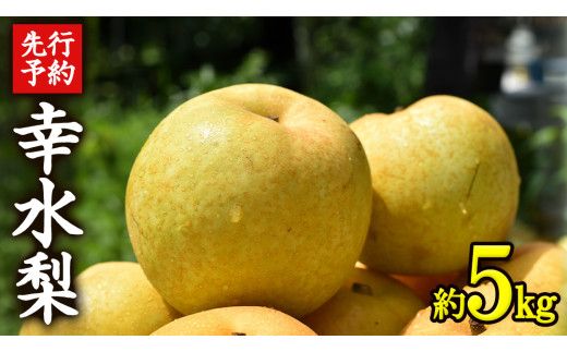 ≪先行予約≫ 茨城県産 梨 幸水 （約 5kg） 【 2026年 8月下旬頃より発送開始 】 梨 なし 果物 フルーツ 新鮮 旬 期間限定 甘い 国産 [CK001us]