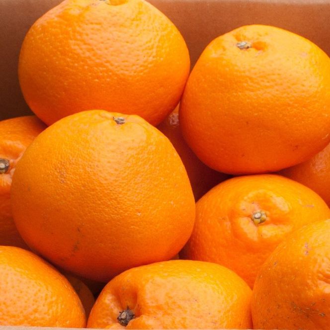 ［先行予約］厳選 はるみ7.5kg+250g（傷み補償分）［デコポンの姉妹品種・新食感春みかん］［光センサー選別］ CZ144