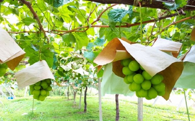 シャインマスカット 2房 フルーツの里の直売所より 葡萄 果物類 ぶどう 皮ごと 高い糖度 ※配送不可：離島