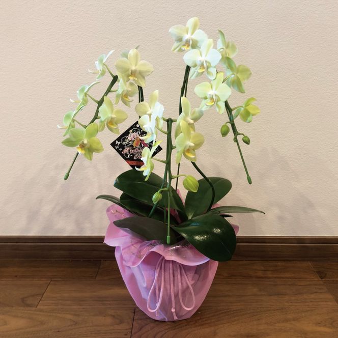 花農家応援企画！！おまかせミニ胡蝶蘭（3本寄せ）【お花 花 コチョウラン 胡蝶蘭 蘭 ラッピング 贈り物 プレゼント 誕生日 お祝い 誕生日 母の日 父の日 敬老の日 鹿嶋市 茨城県】（KAR-10）