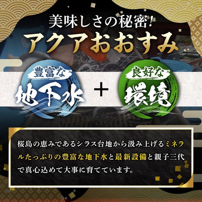 【0174320a】東串良町のうなぎ炭火白焼(無頭)(2尾・計約300g・タレ、山椒付) うなぎ 高級 ウナギ 鰻 国産 白焼き 鹿児島 ふるさと 人気【アクアおおすみ】