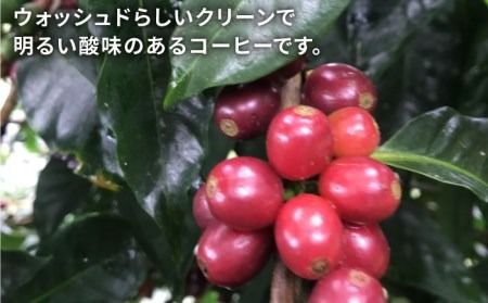 【年内発送】中煎り コーヒー 豆 250g × 2袋 （ 豆 ・ 粉 選べます ） ニカラグア産 ラベンディション農園 パカマラ種 フリーウォッシュド 《糸島》 【COFFEE UNIDOS】 [AQF002] 珈琲 カフェ コーヒー粉