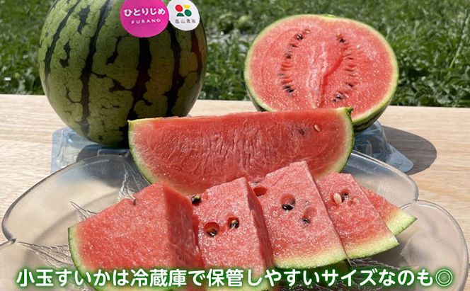 【2026夏発送】ひとりじめ こだま スイカ 2玉 北海道 富良野産 すいか 西瓜 夏 フルーツ ふらの 甘い 糖度 小玉 (畠山農園）