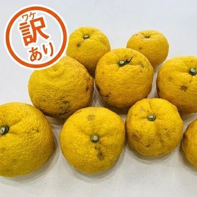 【先行予約】訳あり みかん職人の柚子（ゆず）5kg ユズ ゆず 柚子 柑橘 フルーツ かんきつ みかん 訳あり 家庭用 えひめ  愛媛県 愛南町 みかん職人武田屋