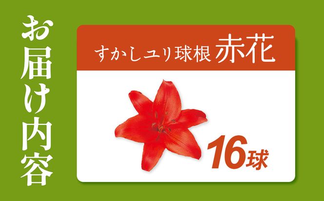 【期間限定】ユリ球根 すかしユリ 赤花16球 送料無料 赤 