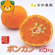 【先行予約】数量限定 訳あり ポンカン 5kg 10000円 ぽんかん 国産 わけあり みかん mikan 蜜柑 ミカン 産地直送 農家直送 期間限定 特産品 ギフト プレゼント ゼリー ジュース アイス 冷凍 みかん 等に 人気 限定 甘い フルーツ 果物 柑橘 美味しい おいしい 小玉 含む ジューシー サイズ ミックス 吉田農園 愛南町 愛媛県