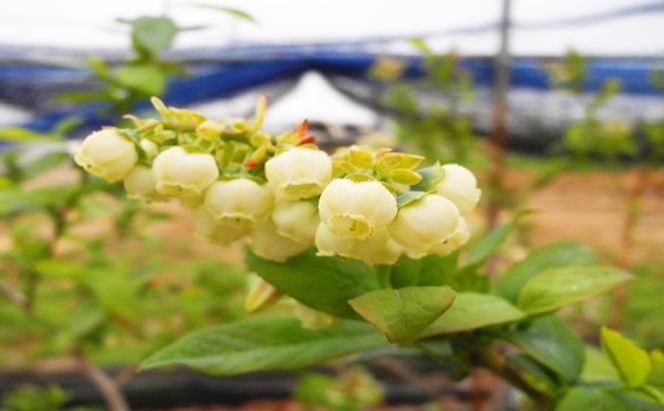 先行予約 2026年発送 信州小諸産 大粒生ブルーベリー 約1.2kg 12パック入 長野県産 果物 フルーツ 風味豊か 小諸市