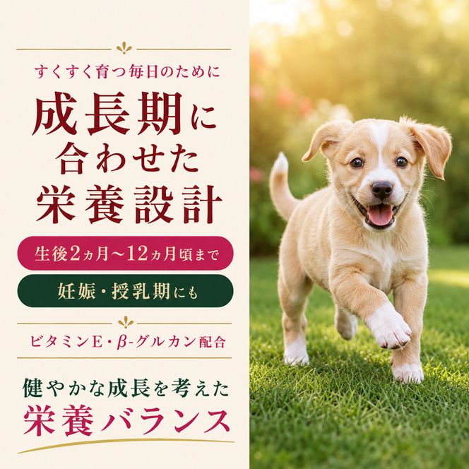 ビューティープロ ドッグ 子犬用 12ヵ月頃まで 2.5kg ｘ4(ケース単位) ドッグフード