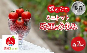 【2027年7月～発送】富良野産 採れたて直送! ミニトマト 「珠玉のうまみ」 【約2kg】 (清水farm) トマト ミニトマト とまと 美果 野菜 新鮮 甘い 季節限定 北海道 富良野 ふらの