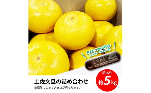 【CF-R7hbk】TKA044　先行予約 土佐の柑橘 土佐文旦 5kg 詰め合わせ ちょっと ムッキーちゃん（皮むき機）付き 文旦 ぶんたん ブンタン 柑橘 高知県 高知 返礼品 故郷納税 13000円 果物 くだもの フルーツ お取り寄せ 美味しい おいしい ご家庭用 ご自宅用 規格外サイズ 傷 訳あり