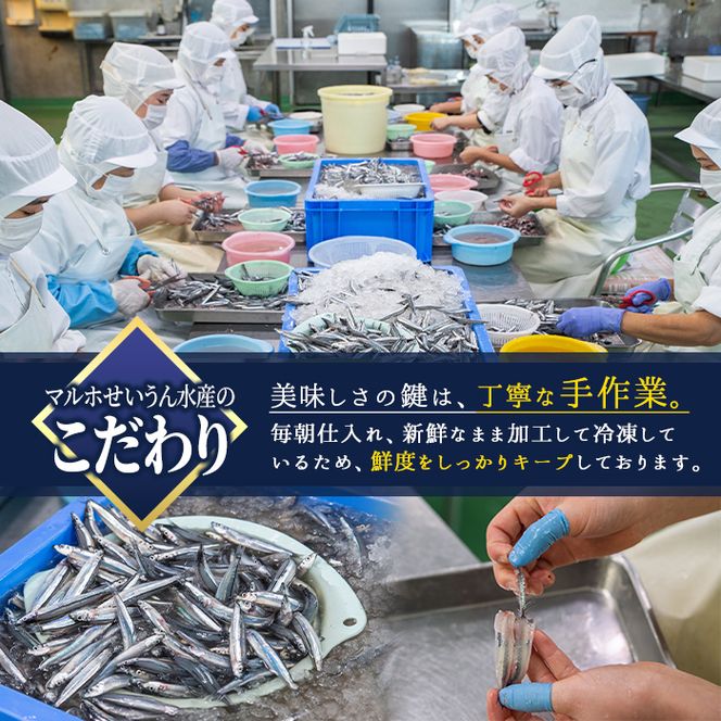 鹿児島県産！あくねキビナゴづくしAセット(3種)生きびなご、一夜干し、刺身をセットに冷凍でお届け！魚介類 海鮮 海の幸 きびなご キビナゴ 刺し身 さしみ 一夜干し【マルホせいうん水産】akn046-01