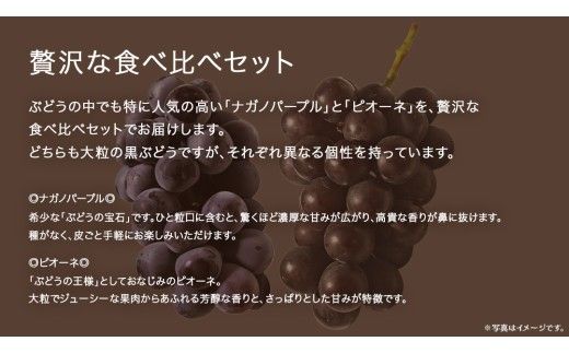 【 桐箱入り 】 ナガノパープル と ピオーネ (各１房)【2026年8月上旬発送開始】(茨城県共通返礼品：大子町) ぶどう 葡萄 マスカット フルーツ 果物 贈答用 ギフト 贈り物