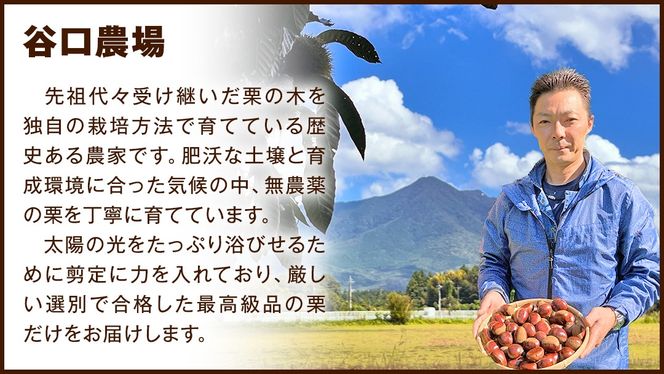 【 谷口農場 】 つやつや 大粒 熟成 生栗 2kg ( 3Lサイズ ) 完熟 栗 くり クリ 栗ごはん 果物 フルーツ　数量限定 [EC001ci]