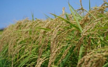 福吉産 ・ 山つき の 減農薬米 3品種 セット（ ヒノヒカリ 、 夢つくし 、 コシヒカリ） 糸島 / 二丈赤米産直センター米/減農薬/コシヒカリ/夢つくし/ヒノヒカリ [ABB024] 無洗米
