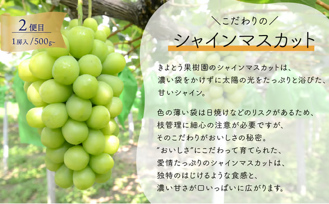 【2026年先行予約】気になる葡萄を試したい！ピオーネ・シャインマスカット・紫苑の3回便(定期便)(岡山県産)【KF-T057-01】