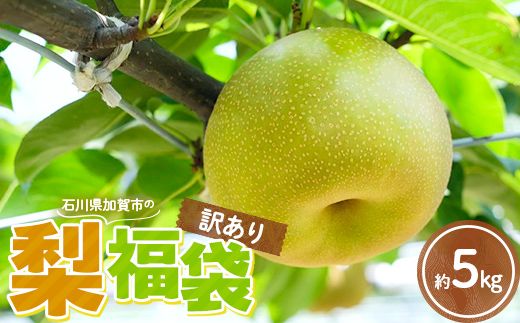 【2026年先行予約】【訳あり】梨 福袋 5kg