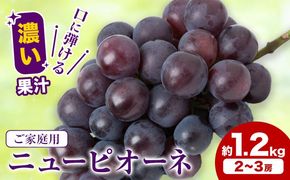 岡山県産 ご家庭用 ニューピオーネ 2～3房 約1.2kg 《9月上旬-10月上旬頃出荷》 岡山県 笠岡市 巨峰 ぶどう 葡萄 果物 フルーツ【配送不可地域：離島】---H-104---