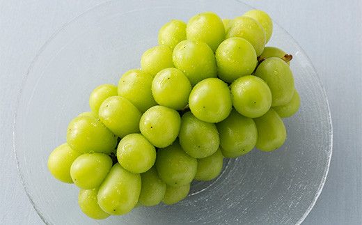 FYN9-713 《2026年先行予約》贈答用 山形県産 シャインマスカット 1房（600g以上）秀品 2026年9月上旬から順次発送 種なし ぶどう ブドウ 葡萄 マスカット 大粒 高級 くだもの 果物 フルーツ 秋果実 化粧箱 贈答 ギフト プレゼント 産地直送 農家直送 山形県 西川町 月山