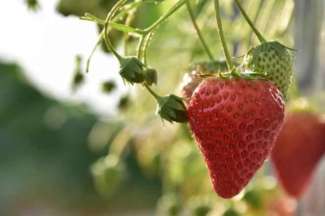 先行受付【静岡県産いちご】完熟紅ほっぺ・きらぴ香2パックセット（300g×2パック）【2026年1月下旬以降発送予定】 222232_CF003