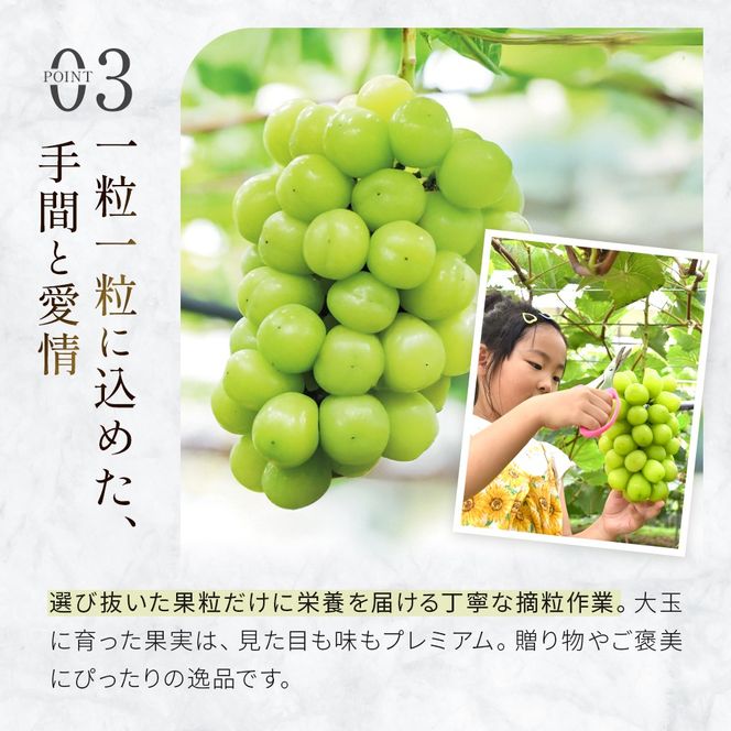 【先行予約/2026年発送】シャインマスカット等の旬のぶどう詰め合わせ 2.5kg（シャインマスカット ぶどう ブドウ 果物 セット 詰め合わせ フルーツ 2026 贈答用 限定）