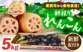 土付き鍬掘り レンコン（愛知県愛西市産）5kg れんこん 蓮根 産地直送 愛西市 / 株式会社山三レンコン [AEBK002]