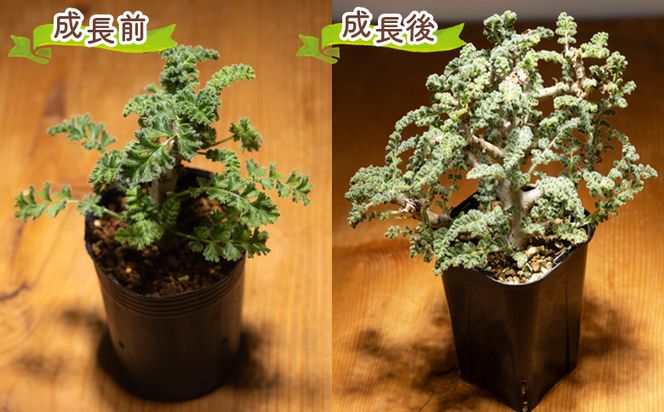 多肉植物 アルテルナンス ペラルゴニウム - 植物 インテリア ナチュラル 自然 グリーン 観葉植物 おしゃれ 癒し かわいい 塊根植物 サキュレントフィールド Succulent field 高知県 香南市 常温 cc-0015