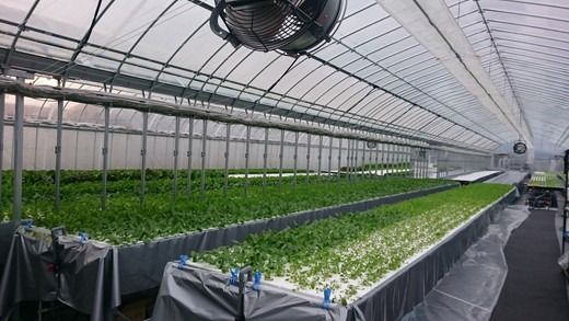 野菜 詰め合わせ リーフレタス サラダ 7種 京都 丹波産 新鮮 旬の葉物野菜セット 小島農園《農薬不使用 京野菜 亀岡産 季節の野菜 産地直送 期間限定 ふるさと納税野菜》