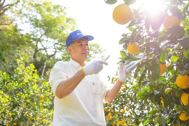 ナダオレンジ(河内晩柑)家庭用9kg（2026年5月中旬より順次発送） IKTC019