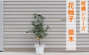 柑橘苗 花柚子 苗木（実なし） 植物 柚子の木 小ぶり 樹高 あまり高くならない 鉢植え向き 受粉樹不要 毎年実がなる 庭 園芸 ガーデニング 