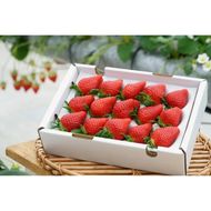 【3回定期便】【来シーズン予約受付】数量限定 幻の京都亀岡産 高級いちご【女峰】1箱分×3回定期便 ※化学肥料・農薬極力不使用《イチゴ 苺 いちご フルーツ 農家直送》 ※2026年1月中旬～5月下旬頃に順次発送予定