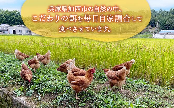 卵 こだわり餌の平飼い鶏の卵 30個(10個×3)パック(有精・無精卵各15個)Mサイズ以上 鶏卵 たまご 平飼い
