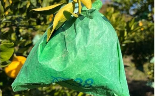 【先行予約】希少な樹上完熟　しらぬい（不知火） 秀品大玉 約2kg(6個) 2026年2月末～2026年4月中旬頃に順次発送予定（お届け日指定不可）/ 和歌山 みかん しらぬい 不知火 フルーツ 柑橘 蜜柑 果物 くだもの【kiy001】