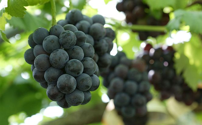 ぶどう 2026年 先行予約 つる付き ニュー ピオーネ 2房入り（1房 580g以上 露地栽培） ブドウ 葡萄  岡山県産 国産 フルーツ 果物 ギフト 岡山の葡萄 