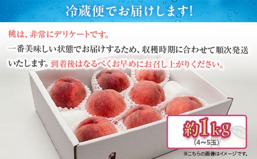 白桃 約1kg（4～5玉）和歌山県産 厳選 化粧箱入り ｜ 白鳳・清水白桃・川中島・もも・はくとう【化粧箱入り】
