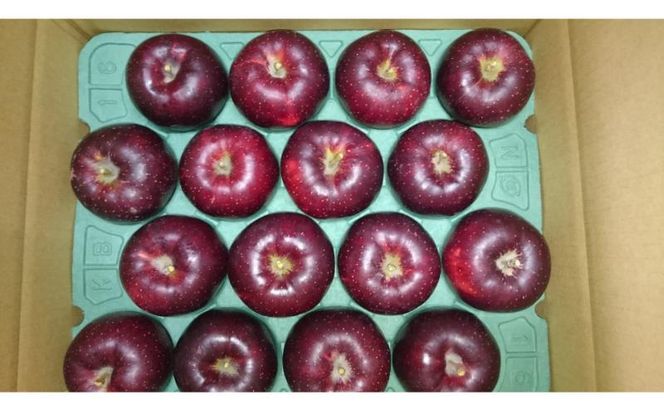 【2026年10月発送】秋映 訳あり家庭用 約5kg 12～23玉 りんご 果物 訳あり 信州 長野