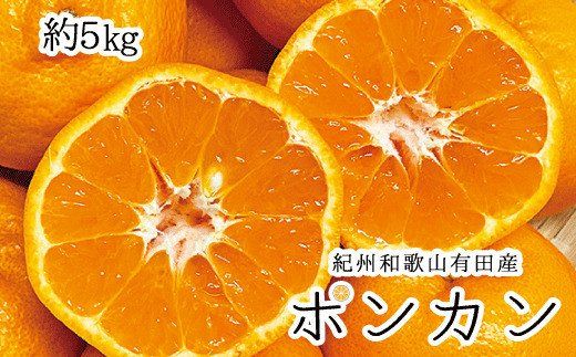 紀州和歌山有田産ポンカン　5㎏	※2027年1月下旬頃〜2027年2月上旬頃に順次発送（お届け日指定不可）【uot722】