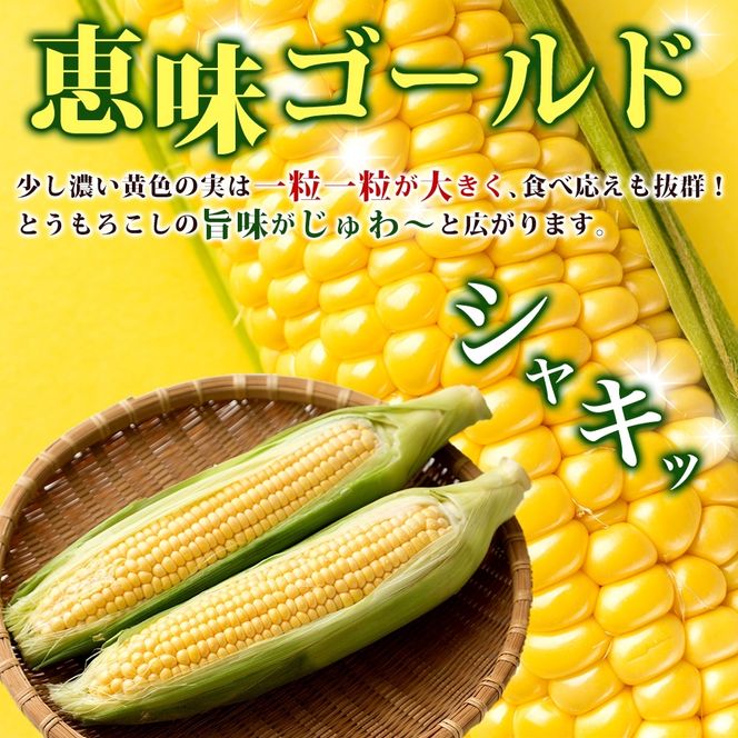 北海道 とうもろこし 恵味ゴールド 10kg 22本入り 2027年8月11日～31日頃お届け トウモロコシ コーン 甘い 産地直送 BBQ とうきび 国産 人気 バーベキュー 焼きとうもろこし お取り寄せ 北海道産 洞爺湖町