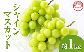 【2026年9月～発送】シャインマスカット約1kg 2～3房 長野県産