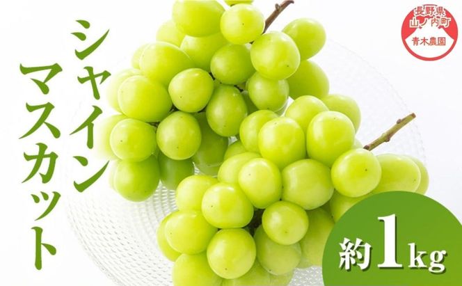 【2026年9月～発送】シャインマスカット約1kg 2～3房 長野県産