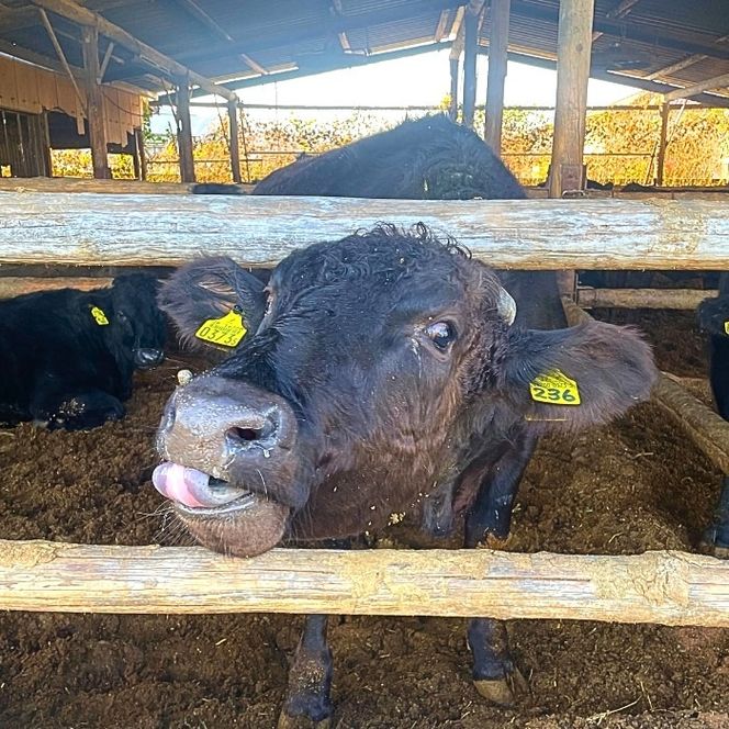 犬幸膳 1食分（200g）A5ランク黒毛和牛を使用したフレンチシェフ制作の最高級ドッグフード | ペットフード ドッグフード ペット おやつ 鹿沼市