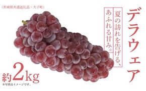 デラウェア 2kg 【 2026年7月上旬発送開始 】 (茨城県共通返礼品：大子町) デラウェア ぶどう ブドウ 葡萄 完熟 種無し フルーツ 旬果